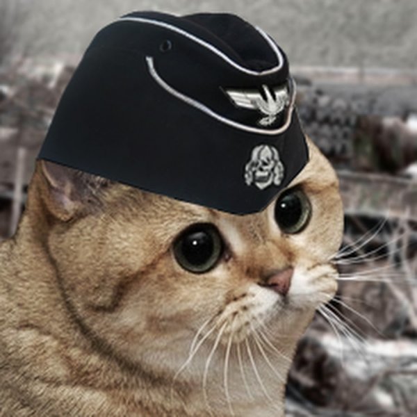 Котик в форме