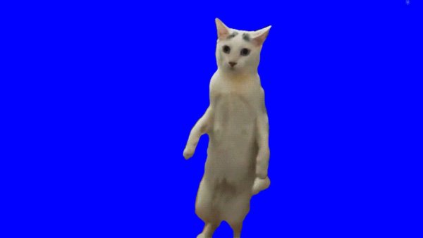 Кот Мем футаж