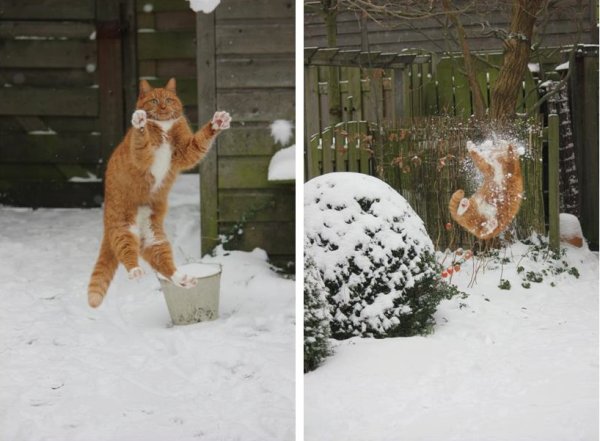 Коты зимой юмор