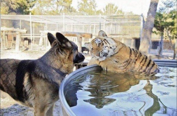 Тигр в бассейне и собака