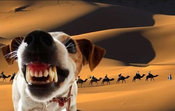 Собака лакт корован идет