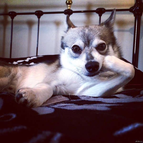 Когда тебе врут а ты знаешь правду