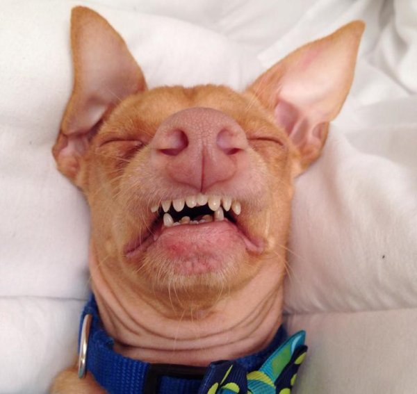 Собака с неправильным прикусом