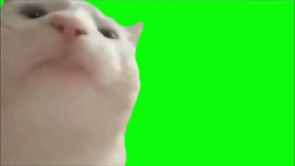 Кот кивает головой