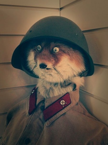 Лиса в каске