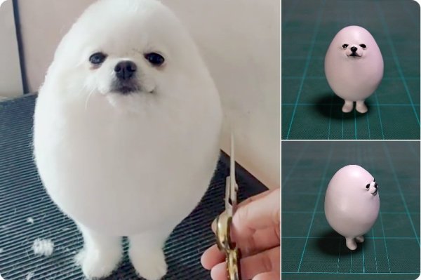 Померанский шпиц тефтелька