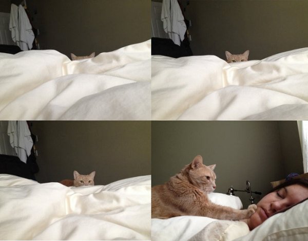 Приколы с котами утро