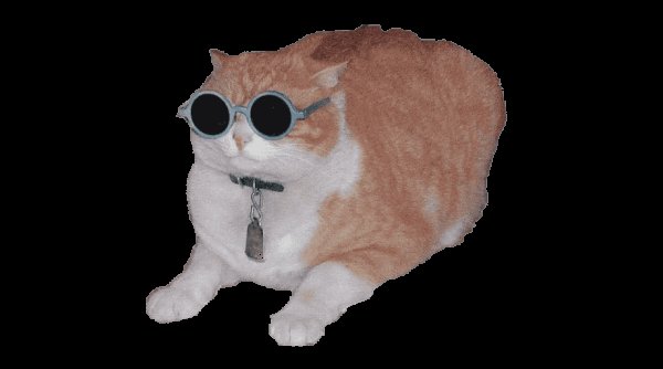 Котики без заднего фона