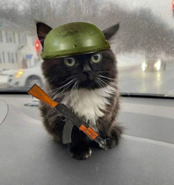 Кот в каске военной