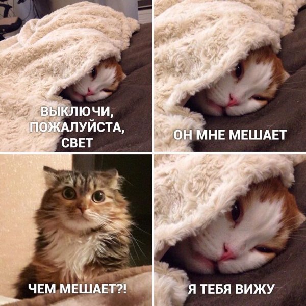 Кот Мем
