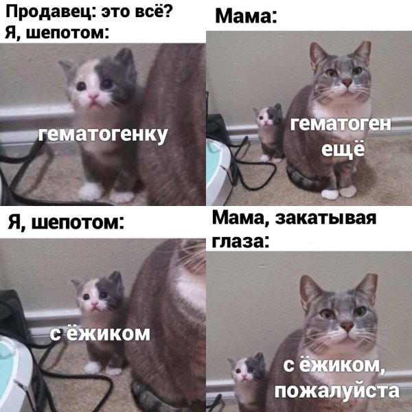Мемы с котиками