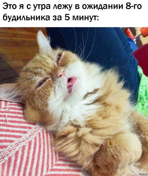 Кот только проснулся
