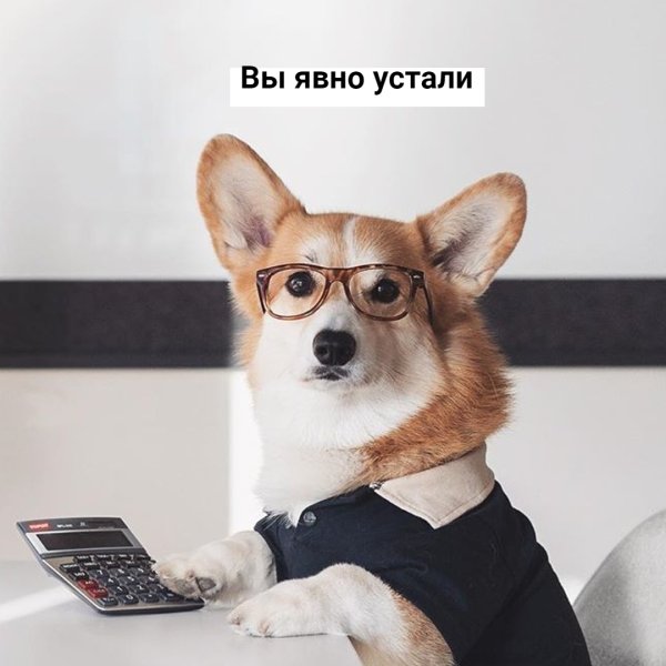 Мем корги на собеседовании