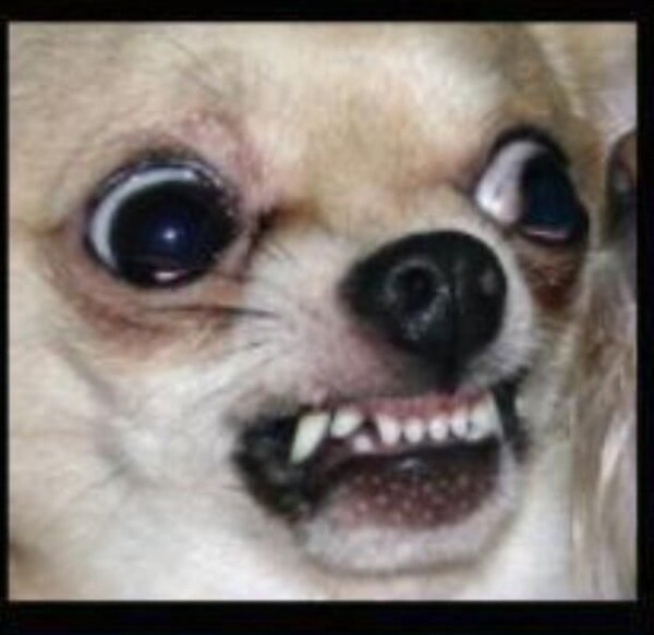 Чихуахуа мини злая