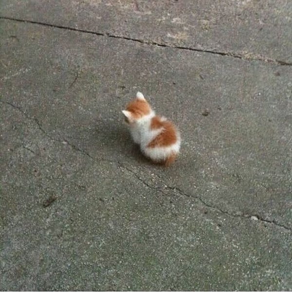 Маленький котенок Мем