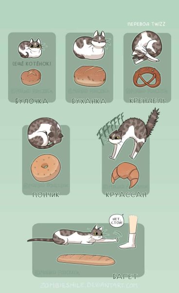 Кот хлеб Мем