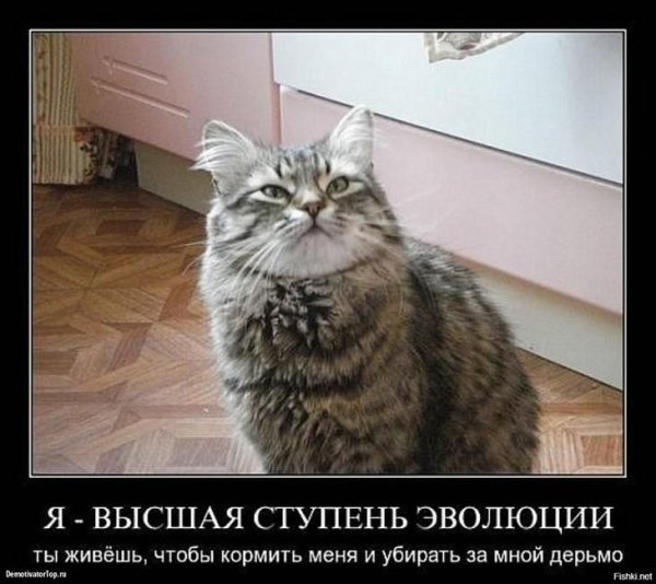 Демотиваторы с котами