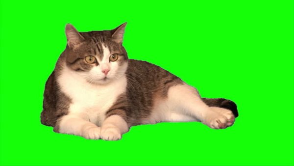 Кот хромакей