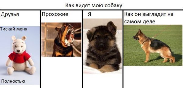 Смешные собаки мемы