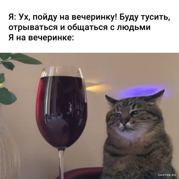 Кот с вином