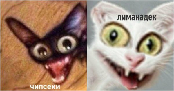 Мемы с кокотам