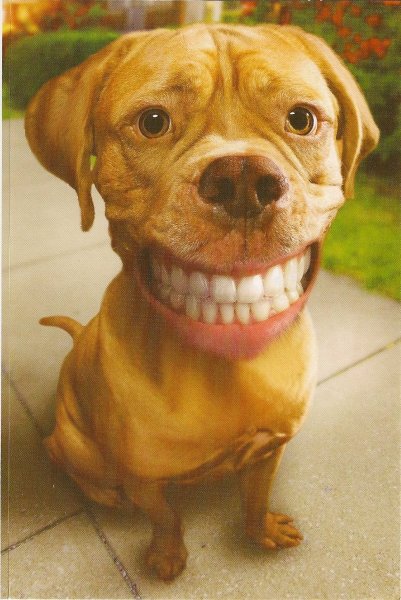 Собака с человеческими зубами