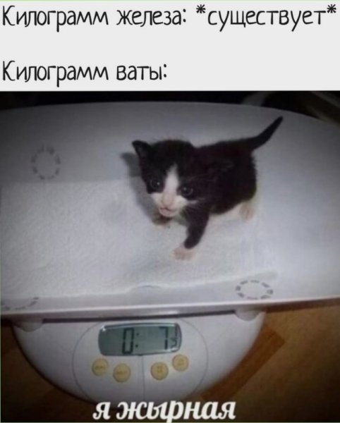 Мелкий кот Мем
