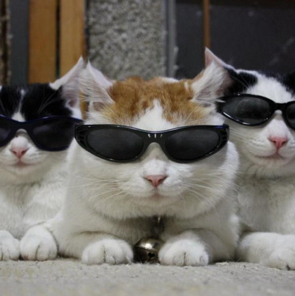 Крутые коты в очках