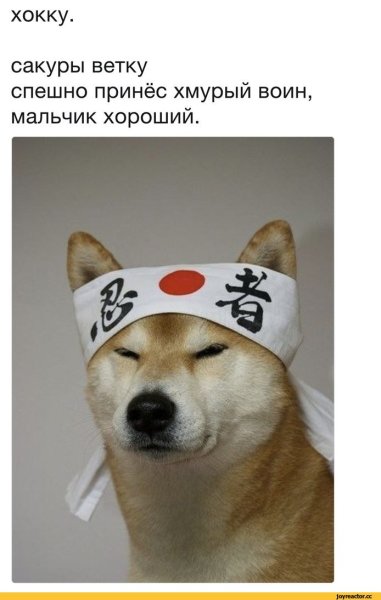 Хороший мальчик пес