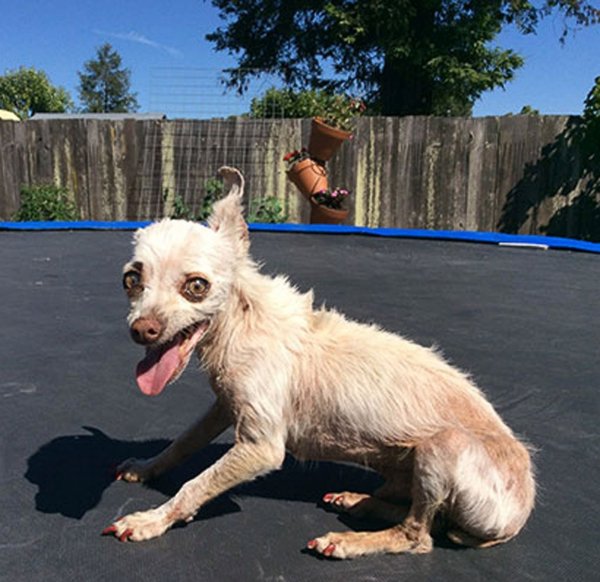 Мексиканская хохлатая собачка