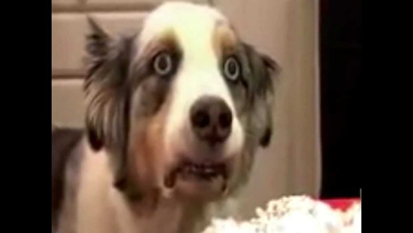 Собака Вьетнам флешбек