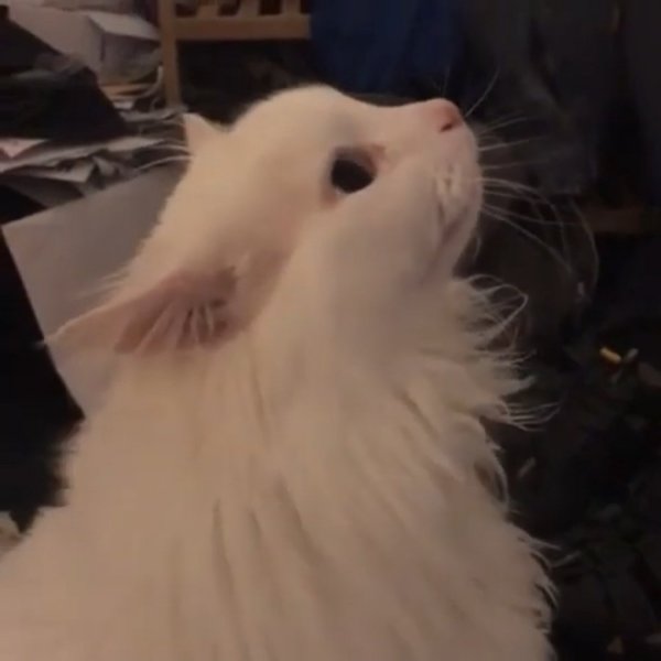 Белый котик кричит