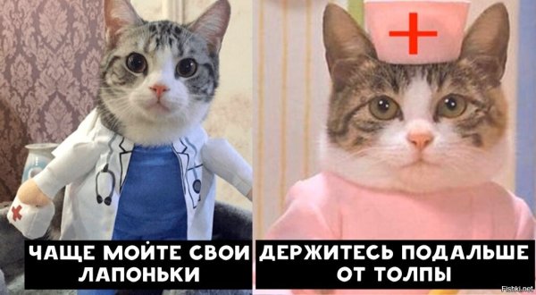 Мемы с котами врачами