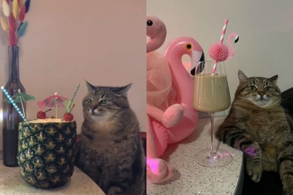 Кот за столом с бокалом