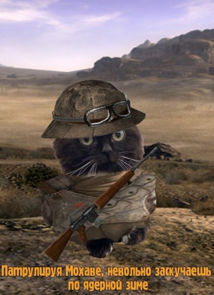 Котик с оружием