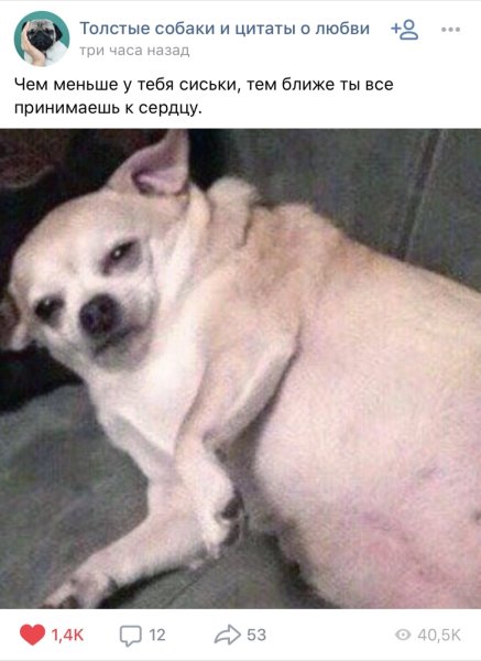 Толстая собака Мем