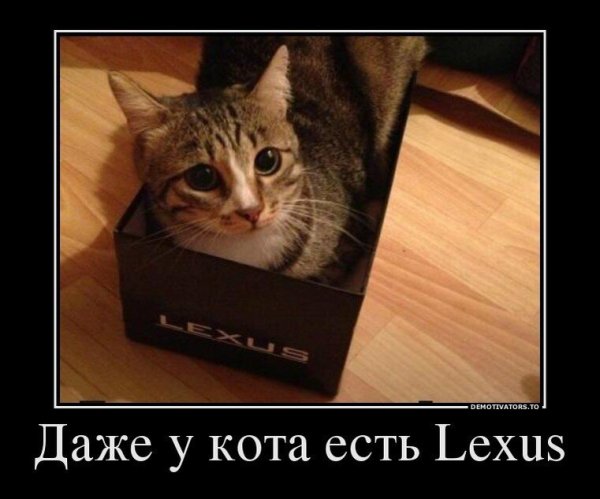 Смешной котик Мем