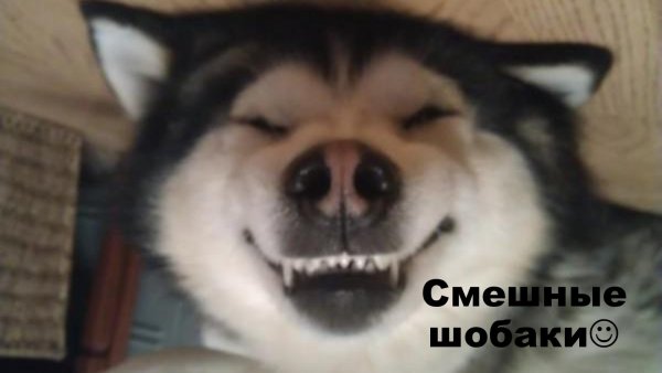 Собака улыбается