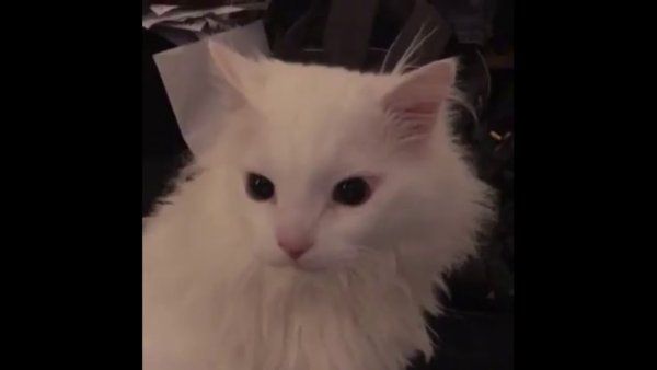 Белый котик кричит