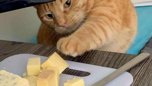 Сыровое кот