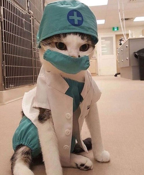 Кошка доктор