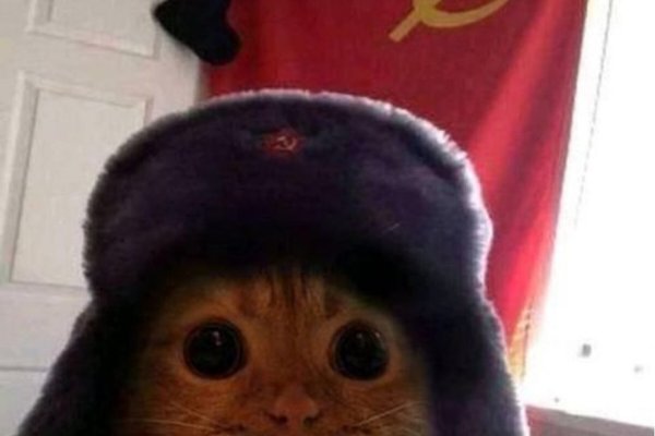 Пёс коммунист в шапке