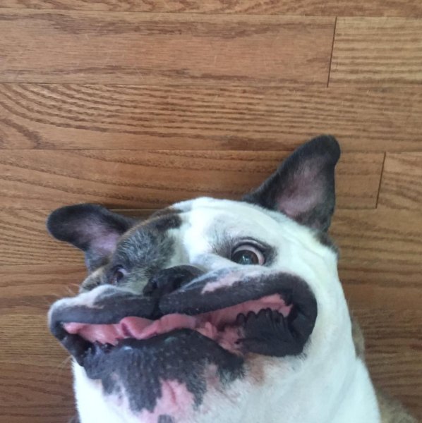 Половина собаки