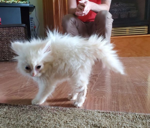 Растрепанный котенок