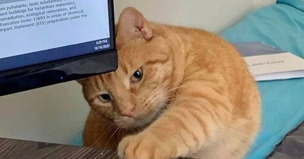 Сыровое Мем кот