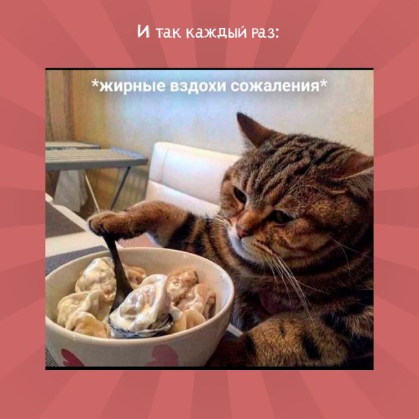 Жирные вздози содаленич кот