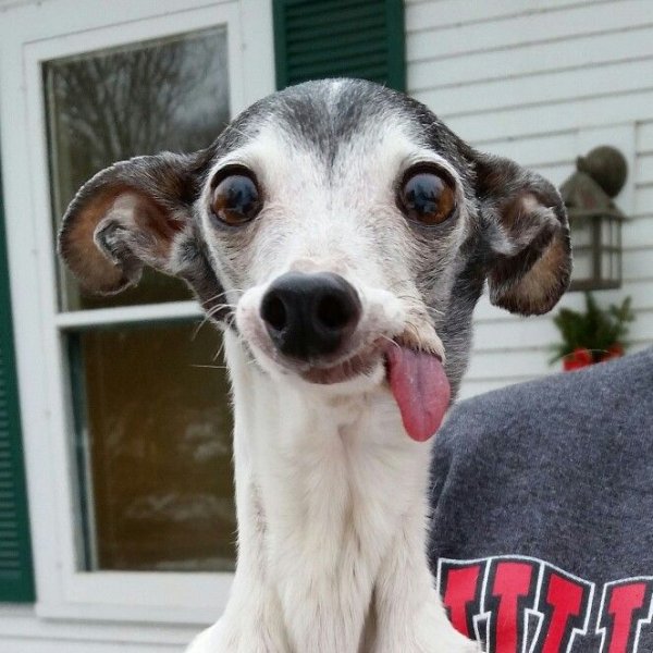 Левретка собака