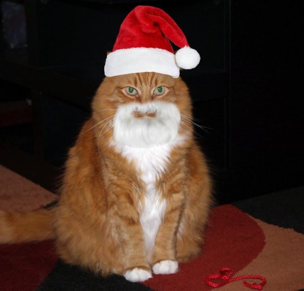 Новогодний котик