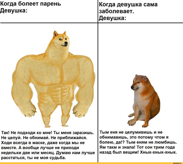 Мышцы собаки