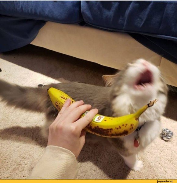 Кошка банан